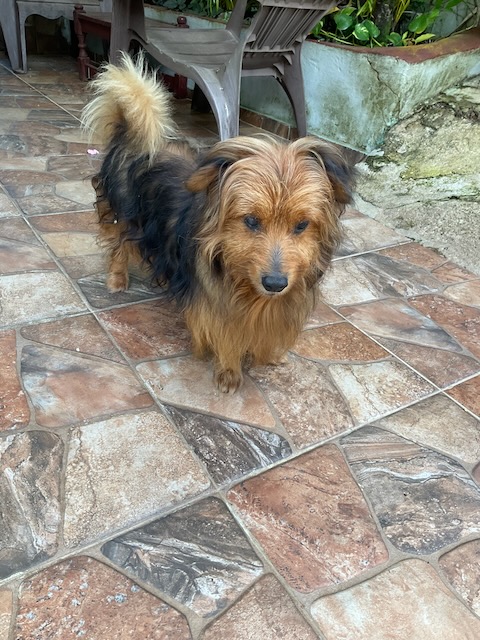Brownie — photo 1 of 2